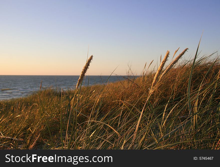 Golden grass along the beach at sunset