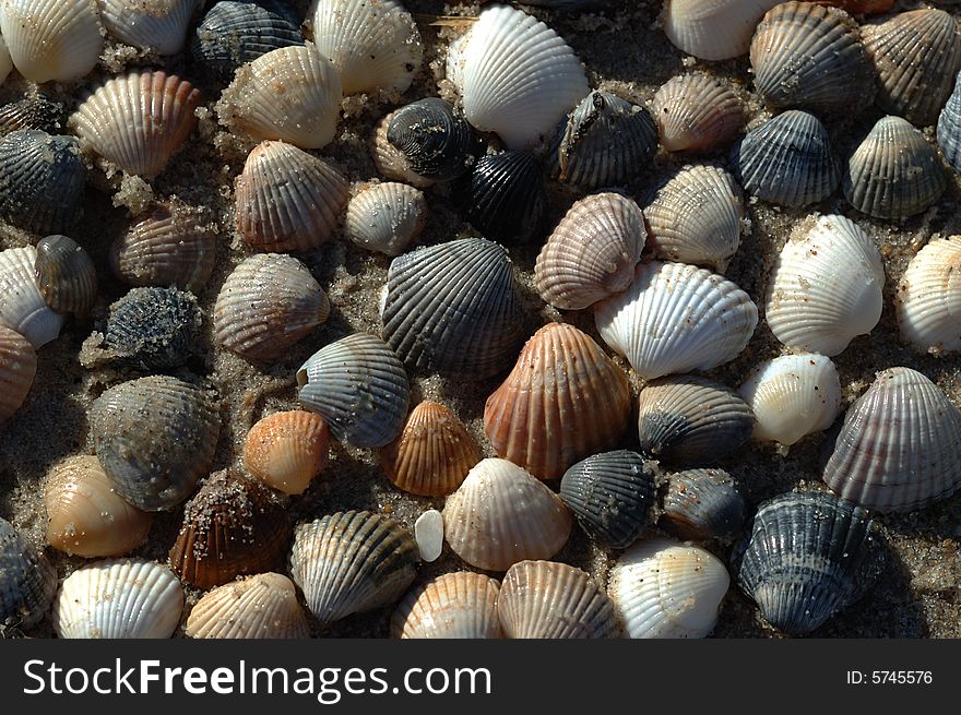 Shells On The Sand (background)