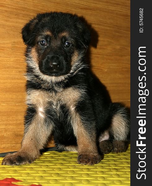 A German shepherd dog ,it is 1-month-old. A German shepherd dog ,it is 1-month-old