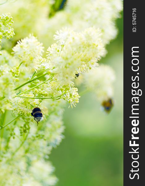 Bumblebees On A Yellow Flowers