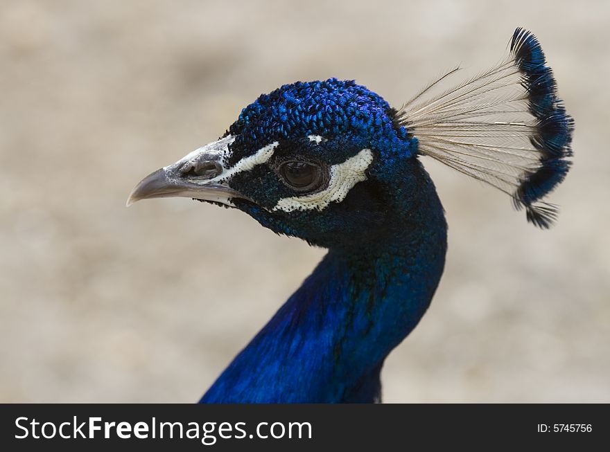 Head of the peacock with beak and eye