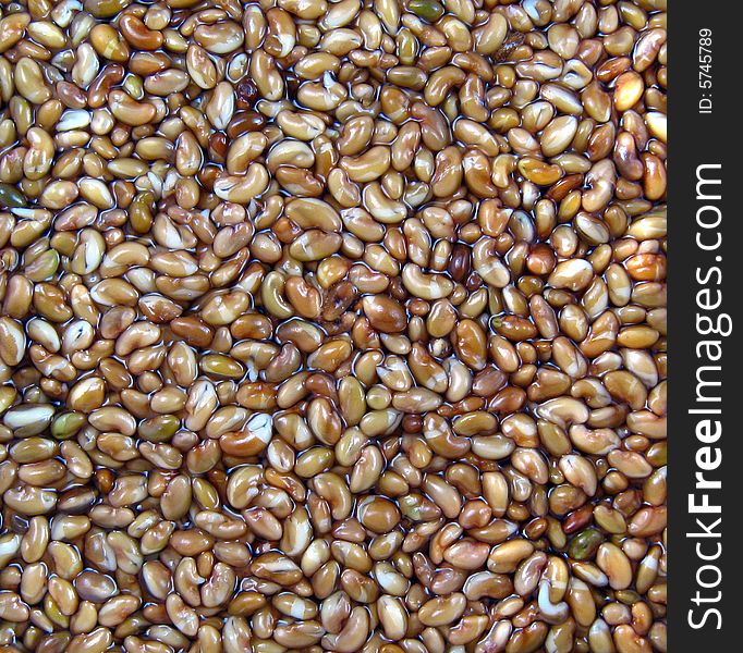 Abstract Alfalfa Seeds