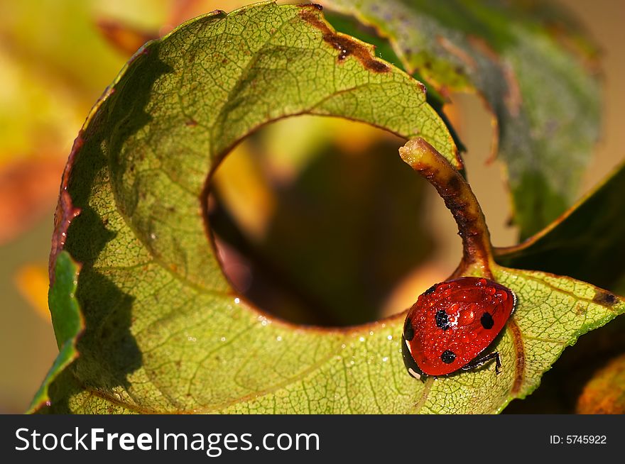 Ladybug on the green leaf