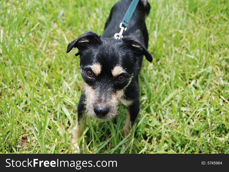 A small mixed-breed dog (mutt) close-up in the grass. Focus is on dog's face. A small mixed-breed dog (mutt) close-up in the grass. Focus is on dog's face
