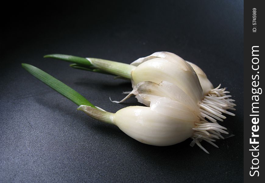 A side view of a growing garlic sprout