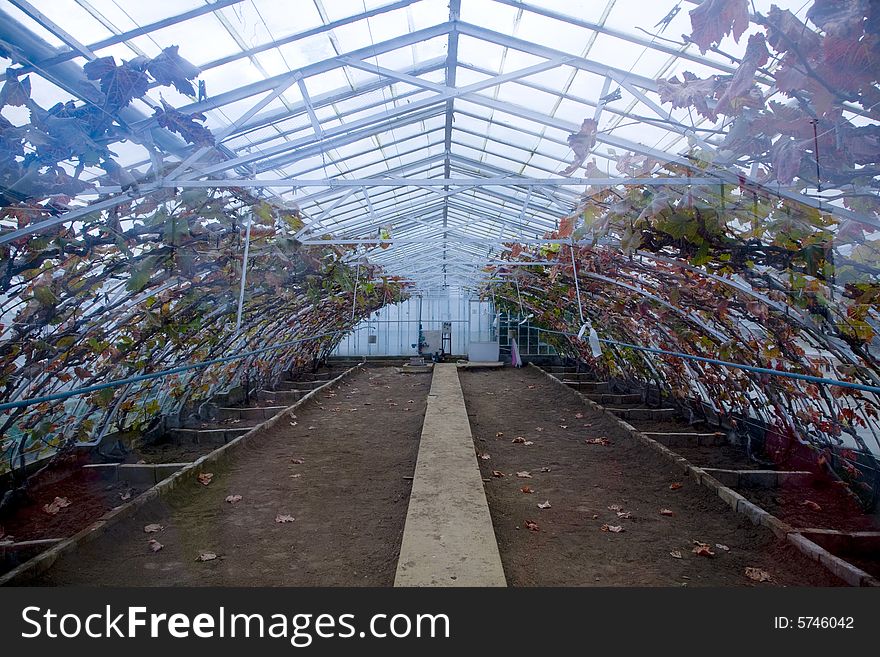 A big glasshouses with leaves inside