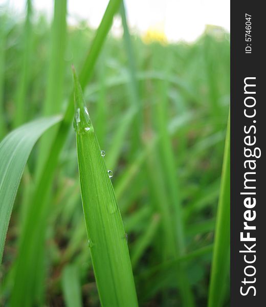 Dewdrop on the grass in the field