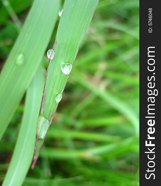 Dewdrop on the grass in the field