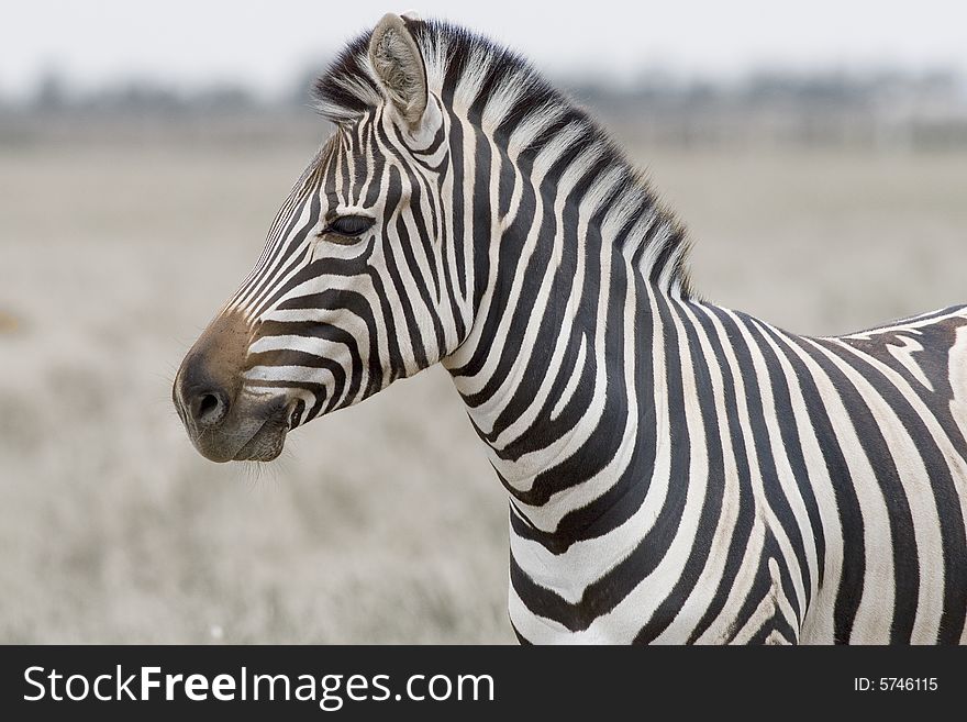 Head of a zebra with steppe on a background. Head of a zebra with steppe on a background