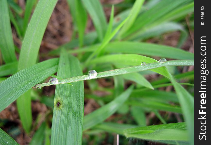 Dewdrop on the grass in the field