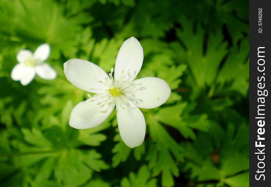 Hiking in the woods, surrounded by lush flora in all shades of green a bright white flower stands out like sore thumb!. Hiking in the woods, surrounded by lush flora in all shades of green a bright white flower stands out like sore thumb!