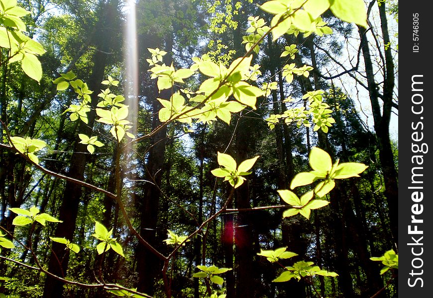 Bursting through the green canopy of leaves from above. A stream of light brightens up the dark forest.