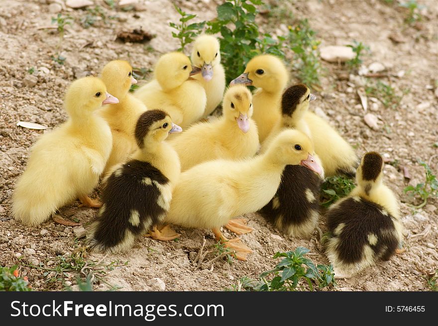 Family of baby ducks in the farm