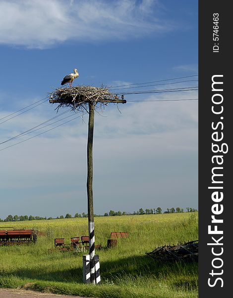 Stork on a background of the sky