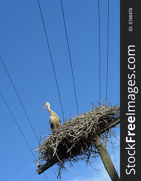 Stork on a background of the sky