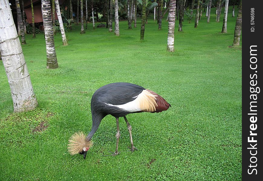 Exotic bird looking for worms in palm forest somewhere on Tenerife.