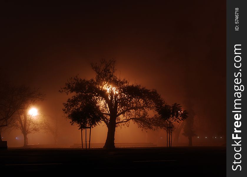 A tree silhouette in a fog night. A tree silhouette in a fog night.