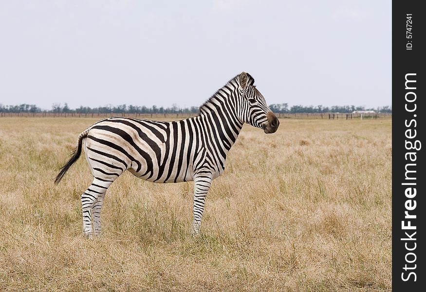 Striped zebra in yellow steppe in the zoo. Striped zebra in yellow steppe in the zoo