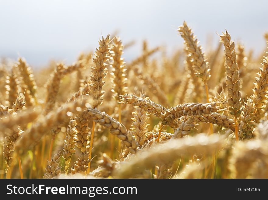 Wheat field with ripe ears