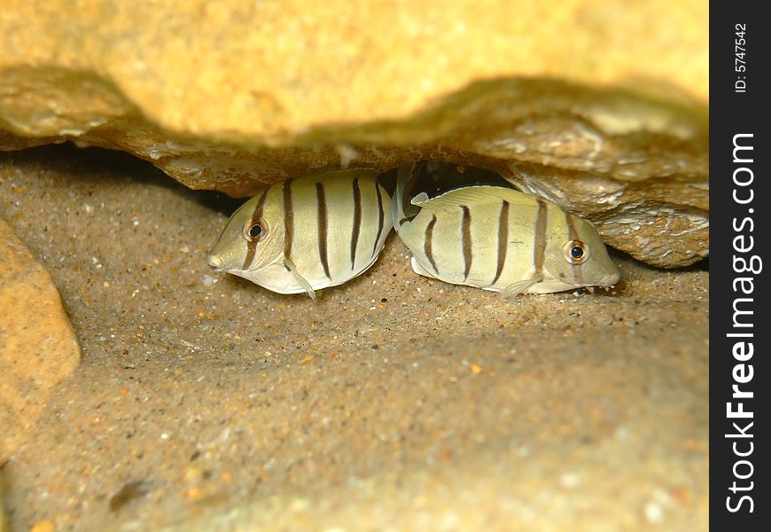 Two fish friends hiding under a rock together