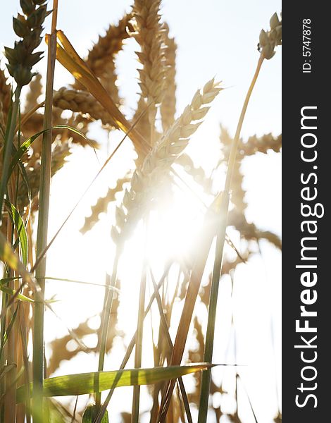 Wheat field with ripe ears