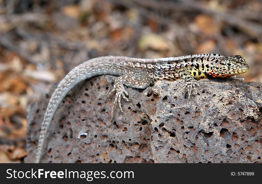 A small land iguana endemic to the Galapagos Islands, Ecuador. A small land iguana endemic to the Galapagos Islands, Ecuador