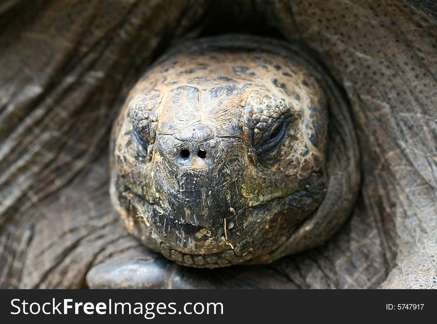 Close up macro shot of a Galapagos Tortoise on the island of Santa Cruz. Close up macro shot of a Galapagos Tortoise on the island of Santa Cruz