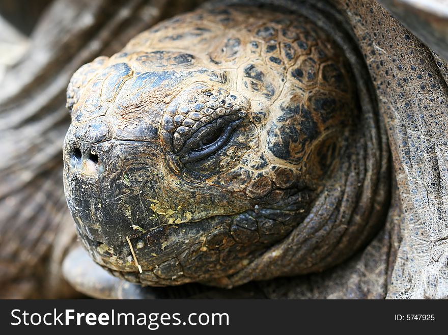 Macro headshot of a giant Galapagos tortoise