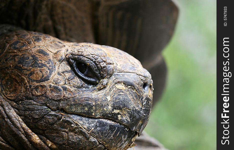 Giant Galapagos Tortoise Face