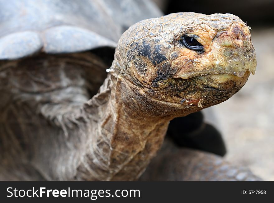 Close up Giant Galapagos Tortoise - Head Shot; on Santa Cruz Island