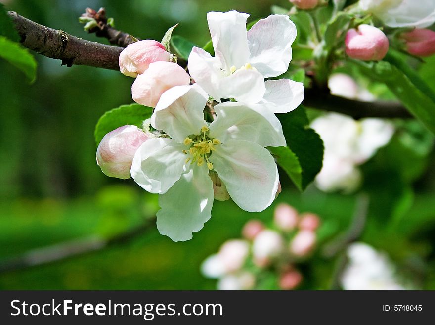 Apple blossom close-up. Shallow depth of field. Apple blossom close-up. Shallow depth of field.