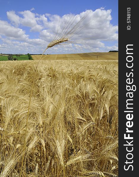 The field before harvest, in France