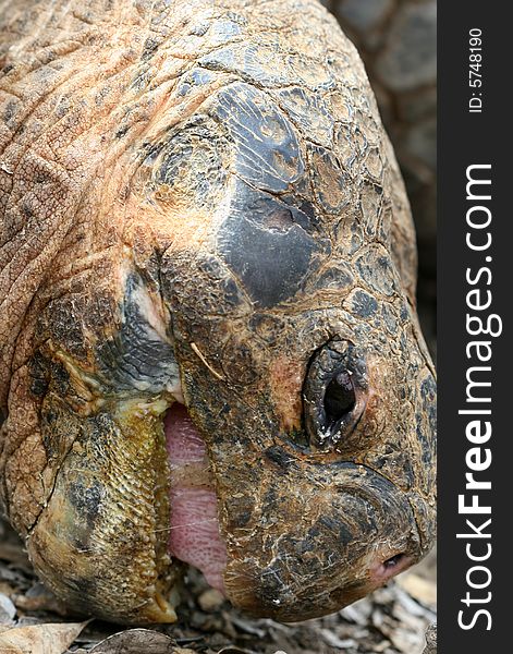 Close up Giant Galapagos Tortoise Eating; on Santa Cruz Island, Ecuador