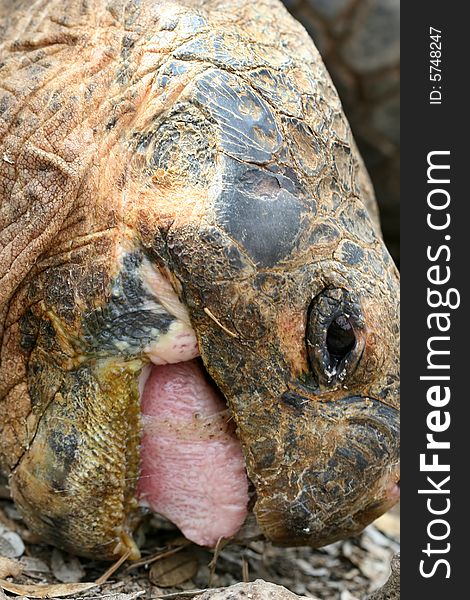 Close up Giant Galapagos Tortoise - Close Up; on Santa Cruz Island. Close up Giant Galapagos Tortoise - Close Up; on Santa Cruz Island