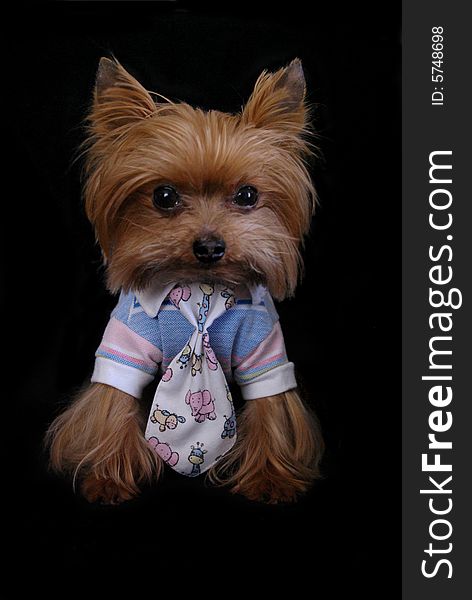 Yorkshire-Terrier wearing a shirt and tie. Yorkshire-Terrier wearing a shirt and tie