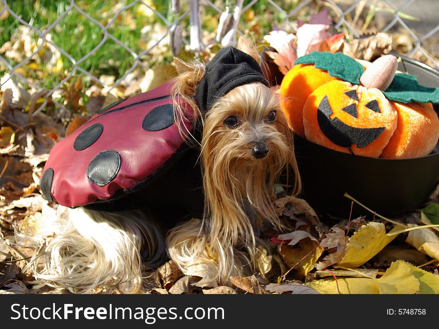 Yorkshire-Terrier wearing a ladybug  costume. Yorkshire-Terrier wearing a ladybug  costume