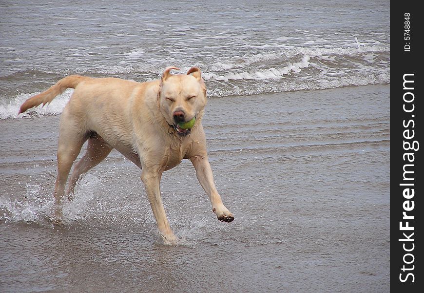 A Golden Labrador dog is bounding out of the sea with a tennis ball in his mouth. His eyes are closed and his ears are flapping just from the sheer fun of playing in the waves on the beach. A Golden Labrador dog is bounding out of the sea with a tennis ball in his mouth. His eyes are closed and his ears are flapping just from the sheer fun of playing in the waves on the beach