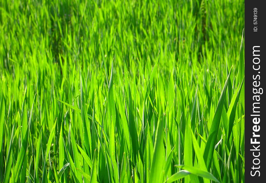 A brigh green grass background texture