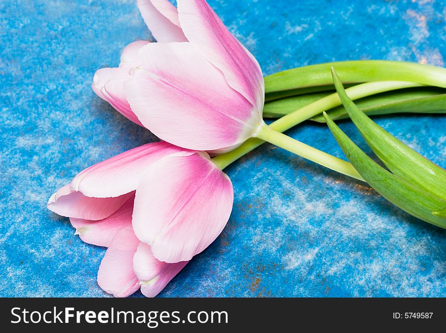 Pink tulips over blue background