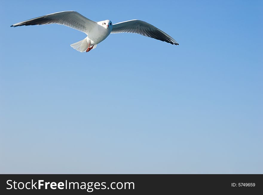 Broad wings of seagull are spread out in flight. Broad wings of seagull are spread out in flight