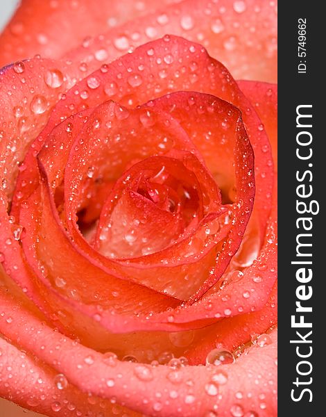 Close-up of pink rose with water drops