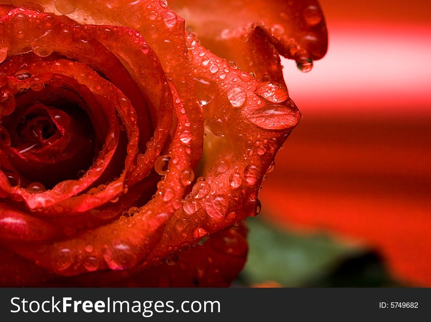 Red rose with water drops