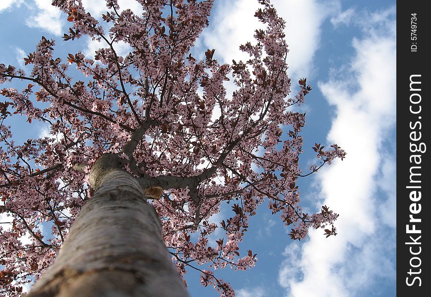 It´s first tree with a blossoms on spring. It´s first tree with a blossoms on spring