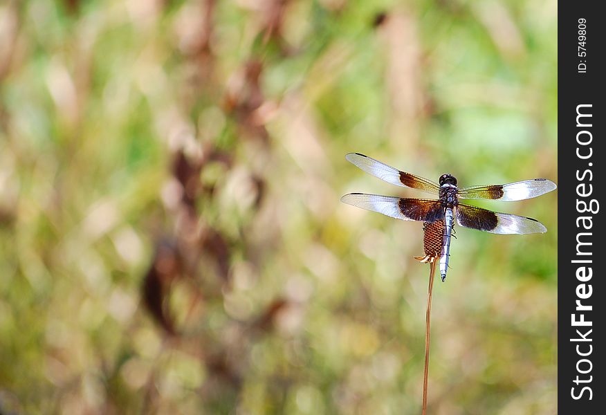 Black And Blue Dragonfly (right Side)