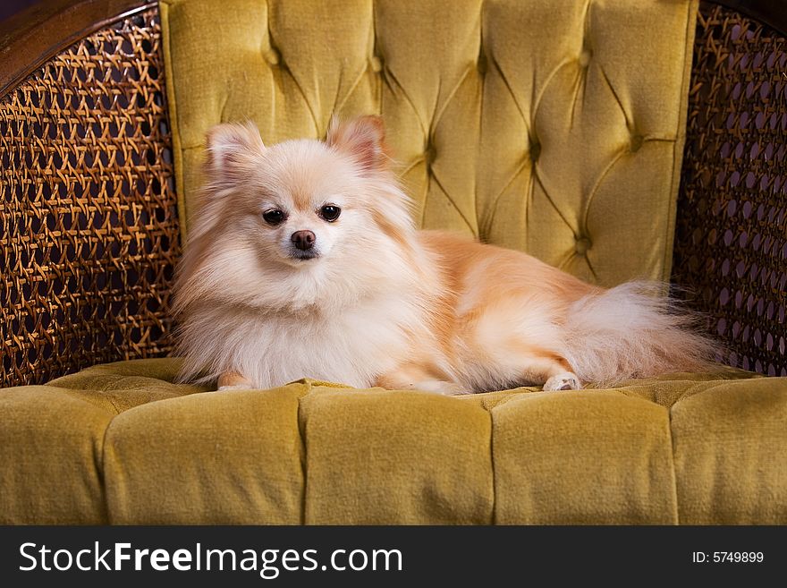 Cute Pomeranian puppy resting on a gold velvet chair. Cute Pomeranian puppy resting on a gold velvet chair.