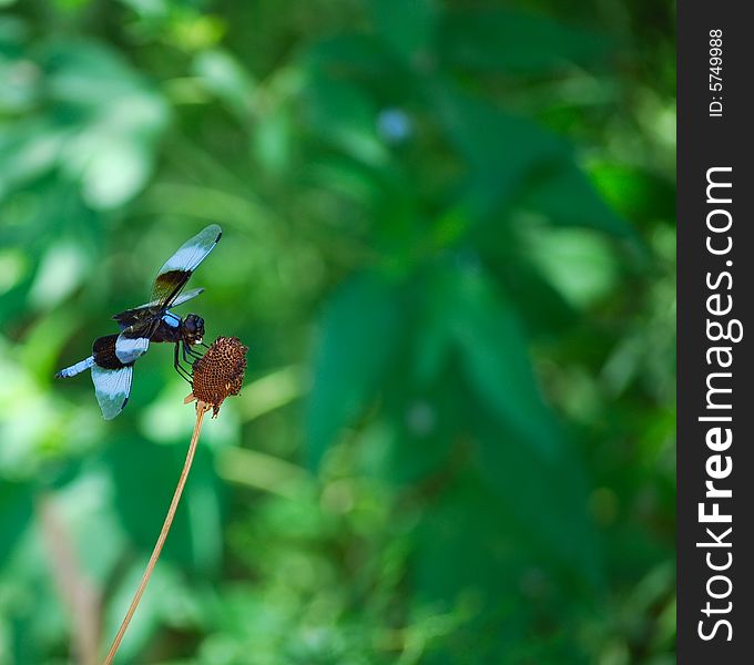 Colorful Dragonfly with Green Background