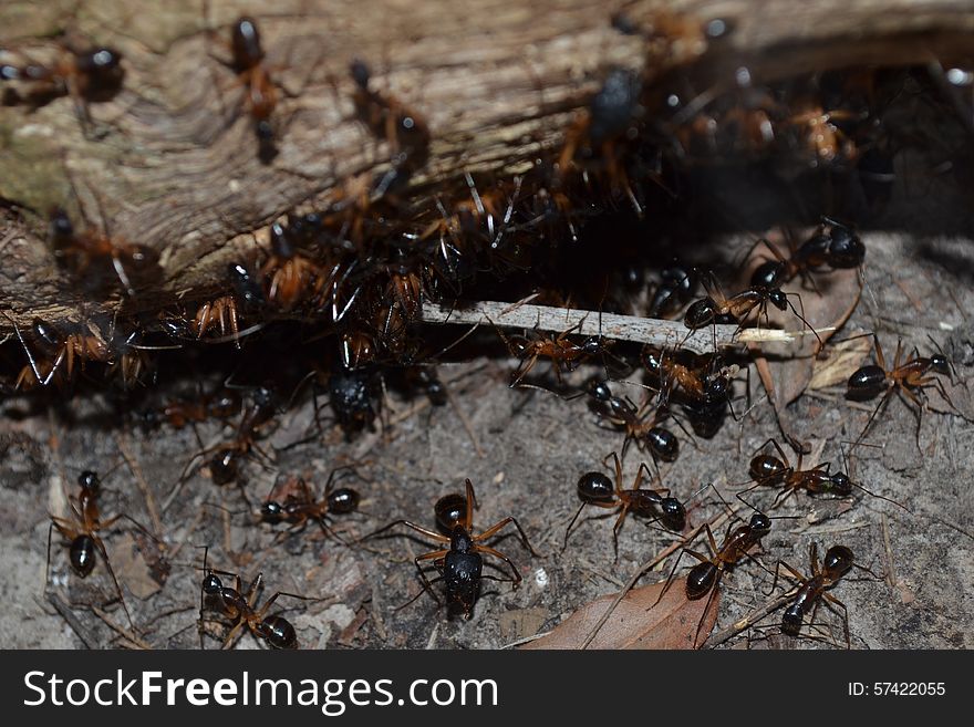 Ants covering a timber log. Ants covering a timber log