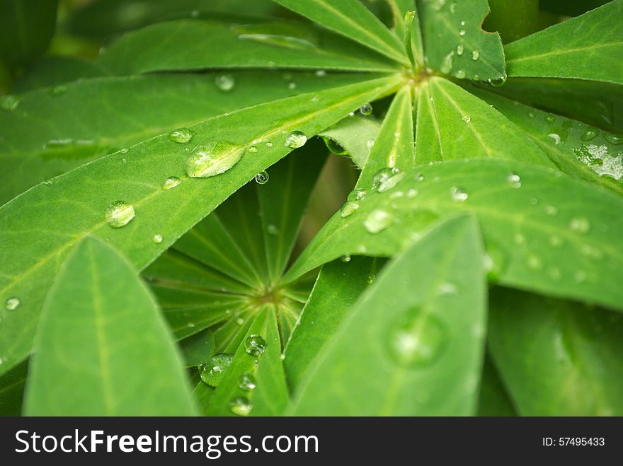 Drops of rain on the green leafs. Krople deszczu