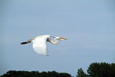Flying Egret Royalty Free Stock Photos