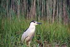 Black Crowned Night Heron Stock Photos